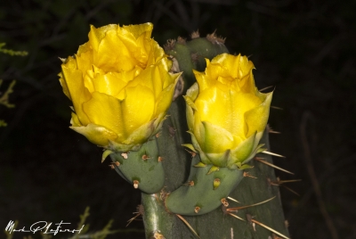 Prickly Pear Cactus April 2025
